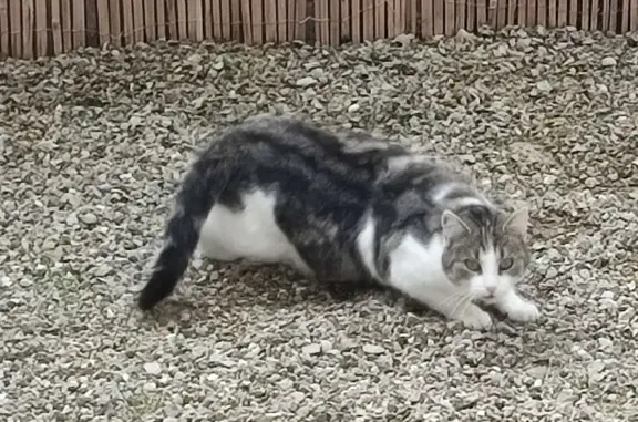 Chatte perdue, pelage blanc et gris, tatouée - photo