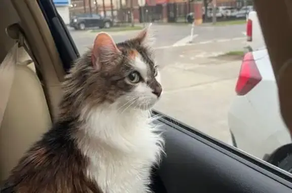 Lost and found pets Columbus, photo: Lost Cat: Fluffy Tri-Color on Summit St