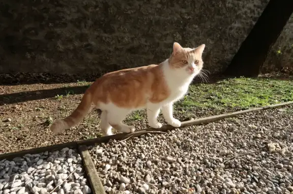 Chat perdu, Varces-Allières-et-Risset, photo: Chat roux clair perdu à Varces-Allières