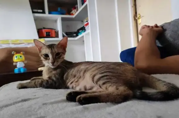 ¡Ayúdanos a encontrar a Nova, gata perdida!