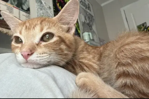 Lost Orange Tabby: Hazel Eyes, Cedar Crest