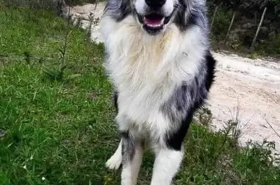 cachorro desaparecida