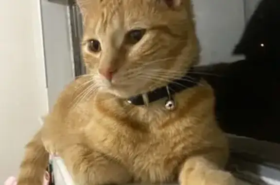 Lost Tabby: Orange, Black Collar, Irving