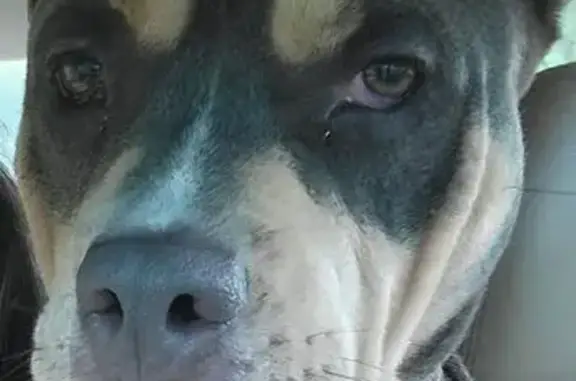 Lost and found pets Kings Mountain, photo: Lost Tricolor American Bully in Kings Mountain