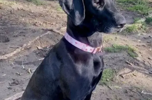 Lost Dog: Black & White in Salt Lake City