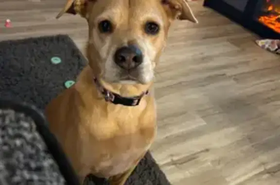 Lost and found pets , photo: Lost Tan Dog: Friendly, Purple Collar