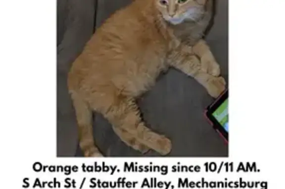 Missing: Orange Tabby Tofu Needs Meds