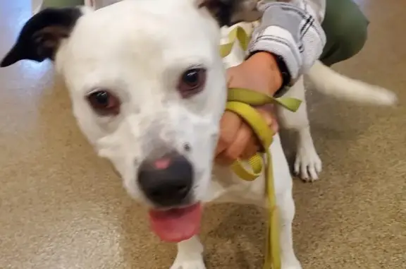 Found dog Sunbury, photo: Found Dog: White & Black Spots, Sunbury