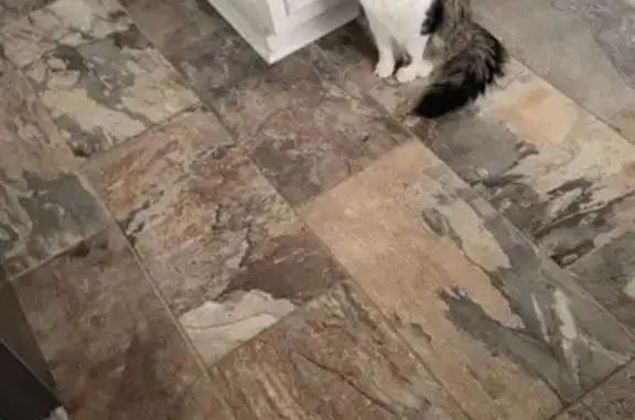 Lost Black Tiger-Print Cat in Athens, AL