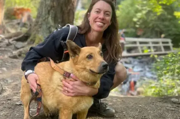 Help Find Chunk: Corgi Mix Lost Near Piñon