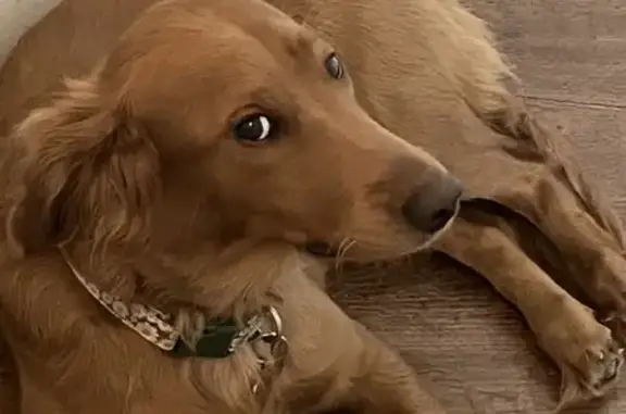 Lost Energetic Golden Retriever in Carrollton