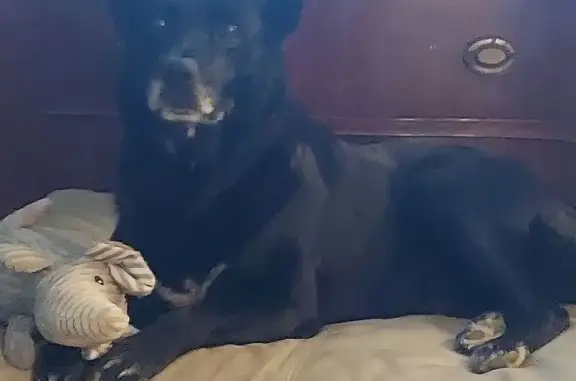 Lost Black Lab Mix: Beau, 16, Friendly