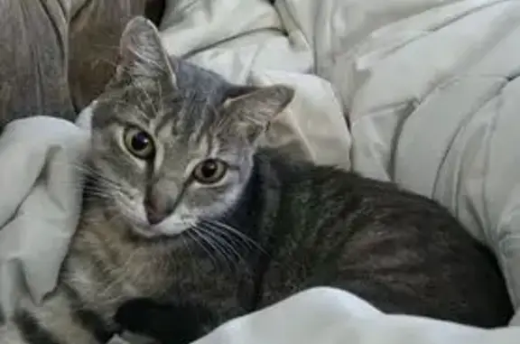 Lost Grey Cat: Shy, Microchipped, Reward