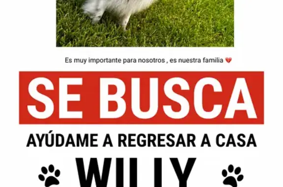 Lost Ponenarian Dog: Black & White, Aldine