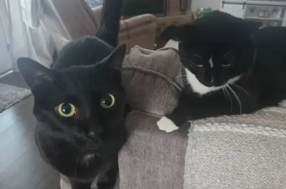 Help Find Our Lost Black Cat in Munford