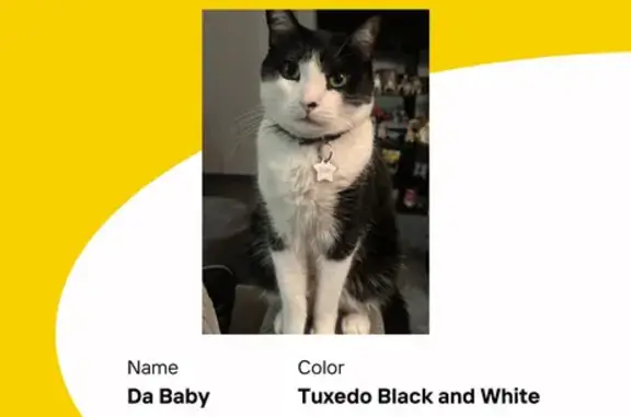 Lost pets Phoenix, photo: Lost Tuxedo Cat: North 19th Ave, PHX