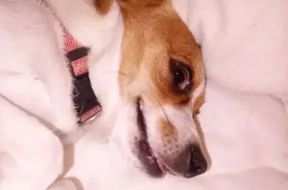 Chien perdu à Bègles : Jack Russell-Chihuahua - photo