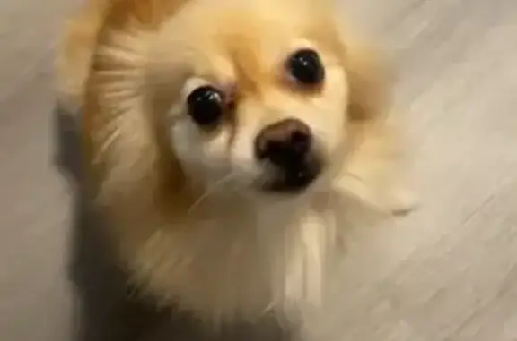 Lost and found pets , photo: Lost Pomeranian: Help Find Freedom!