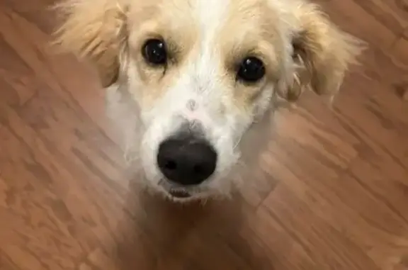 Found dog Vinings, photo: Found: White & Tan Dog on Cumberland Blvd