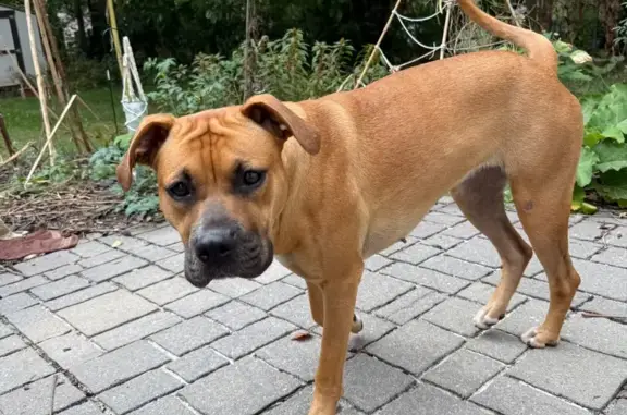 Lost and found pets Shawnee, photo: Lost Boxer Mix: Sweet Lieke in Shawnee