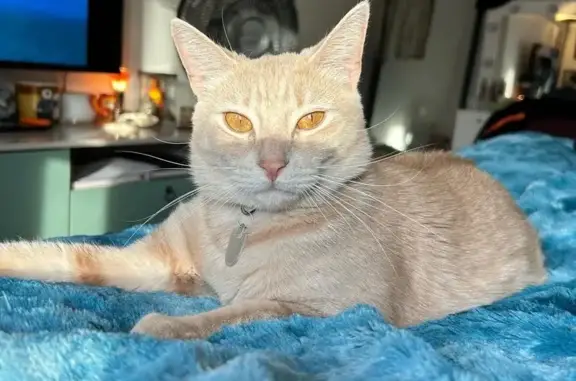 Lost and found pets Lowell, photo: Help Find Fawkes: Timid Orange Cat Missing