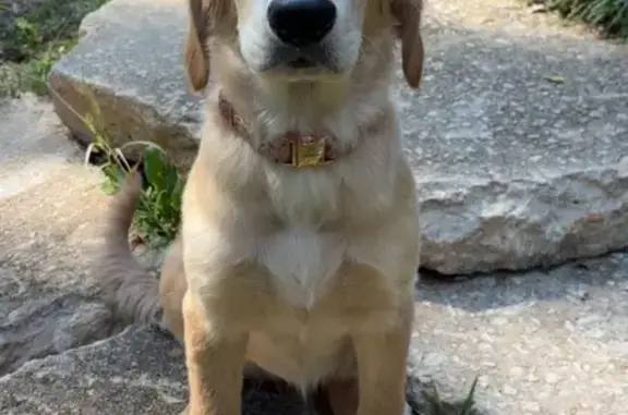 Lost: 5-Month Golden Retriever in GA