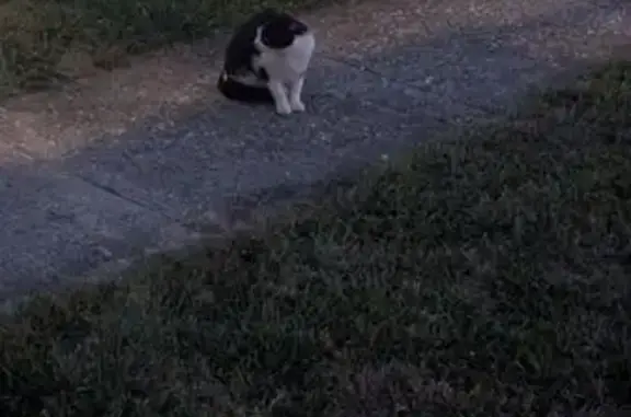 Found: Young Tuxedo Cat & Kitt...