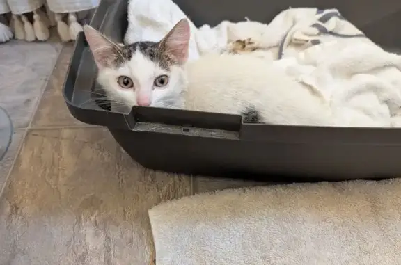 Found: Kitten & Tuxedo Cat in...