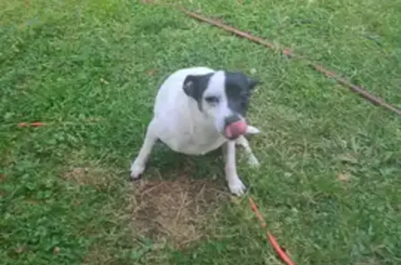 Lost Pregnant Dog: White w/ Black Eye Patch