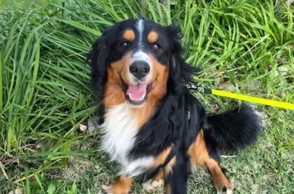 Lost Bernese Dog: Nervous, Sutherland 6R