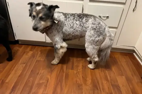 Lost Dog: Blue Merle in Greenwood