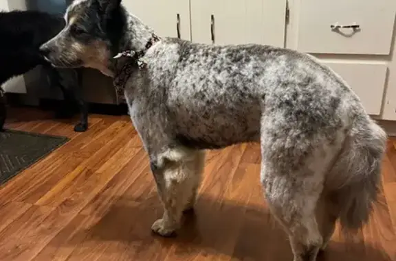 Lost Dog: Blue Merle in Greenwood