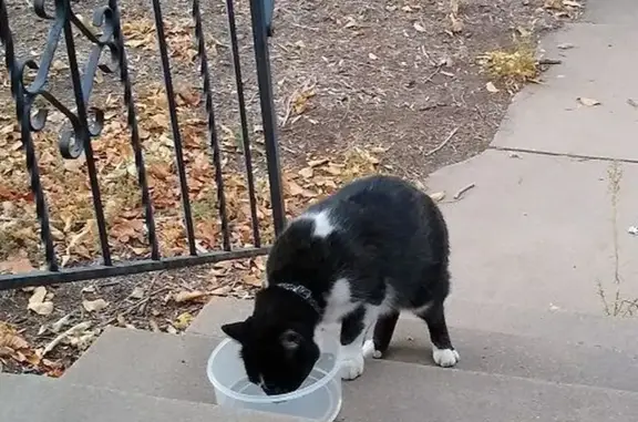 Lost and found pets Pueblo, photo: Found: Friendly B&W Cat on W 14th St