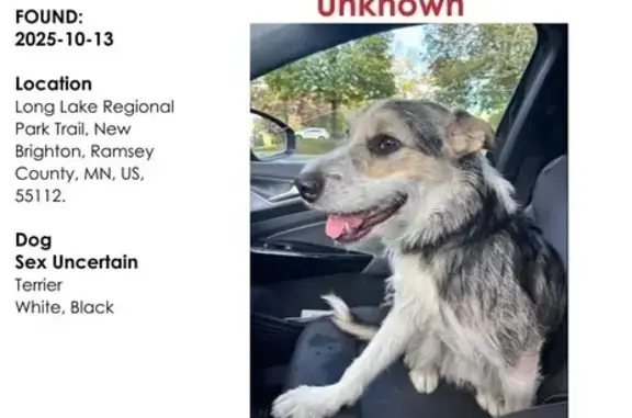 Lost and found pets New Brighton, photo: Found: Tricolored Dog in Long Lake Park