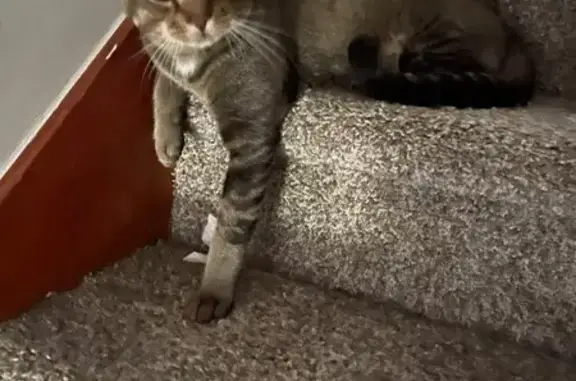 Lost and found pets Des Moines, photo: Lost Tabby: Brown/Grey, 62nd St, Des Moines