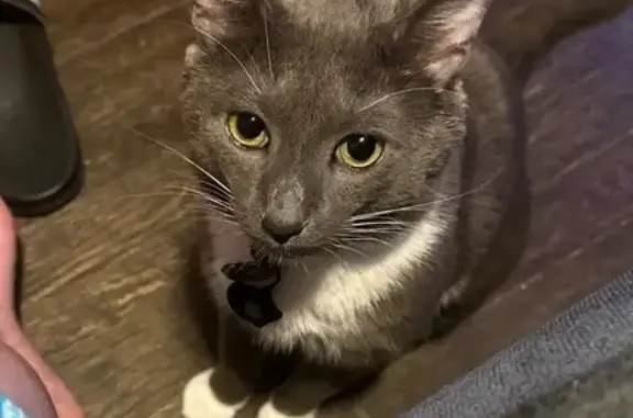 Lost and found pets New Britain, photo: Lost Grey & White Cat on South Main St