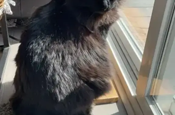 Lost and found pets , photo: Lost Black Cat: Long Fur, Green Eyes