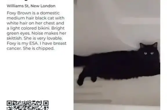 Lost ESA Cat: Black with White Chest