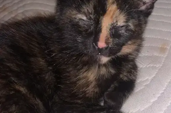 Lost Petite Tortoise Shell Cat in Delta