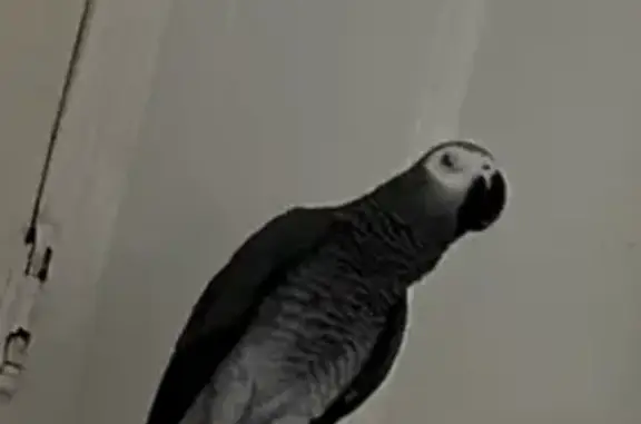 Lost African Gray Parrot: Reward!