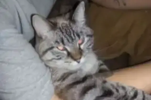 Lost and found pets Florissant, photo: Help Find Precious: 16-Year-Old Blue-Eyed Cat
