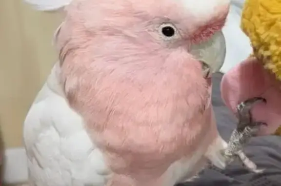 Lost and found pets Brentwood, photo: Lost Bird Mochi: Help Find in Brentwood!