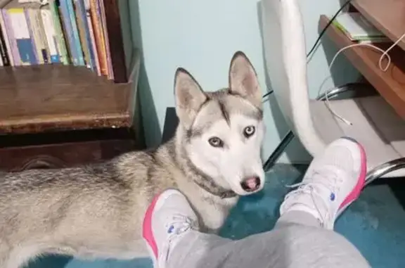 Perro Husky Perdido: Gris, Ojos Bicolor