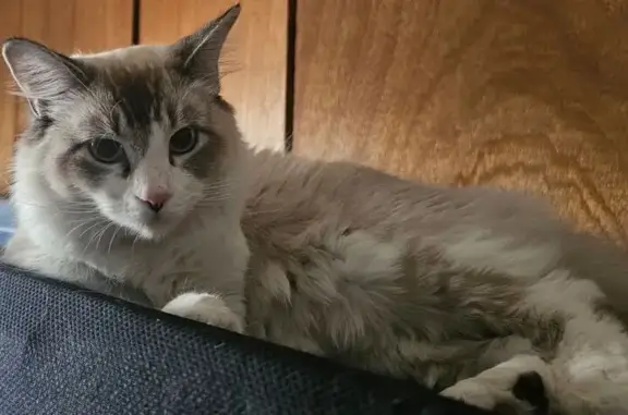 Lost and found pets Evans, photo: Found: Young Male Ragdoll Cat in Denver