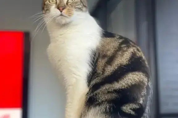 Lost Tabby-White Cat Miki in Enoggera