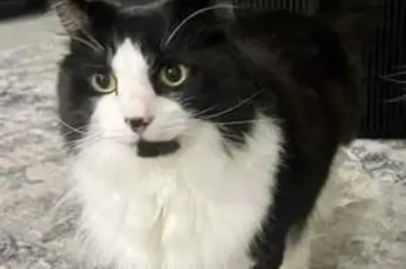 Lost Black & White Cat: Munro Ave, Bayside