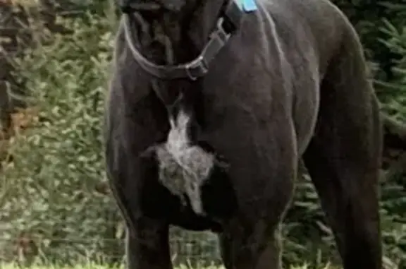 Skittish Black Dog Lost on Cherry Rd