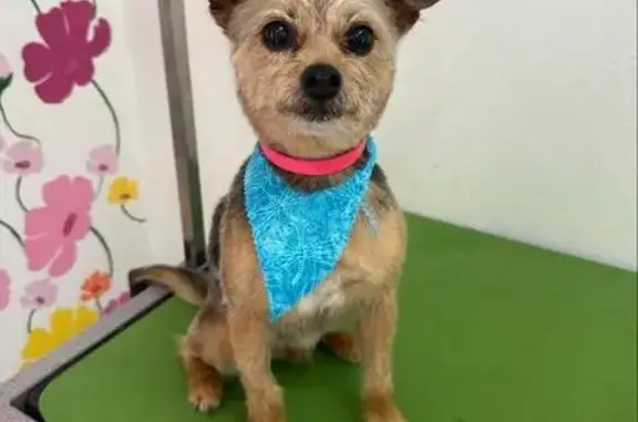 Lost and found pets Keizer, photo: Lost Yorkie Mix Jax - Claggett St NE