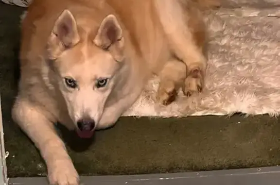 Fluffy Dog Found on Swain St,...