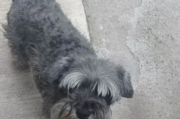 Schnauzer Mini Perdida en Naucalpan